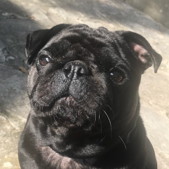 Meet your Posher, Allie - Picture 2 of 2